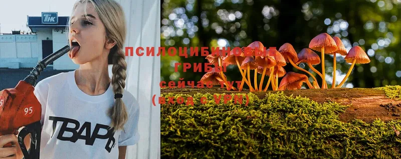 хочу   Ростов-на-Дону  Галлюциногенные грибы прущие грибы 